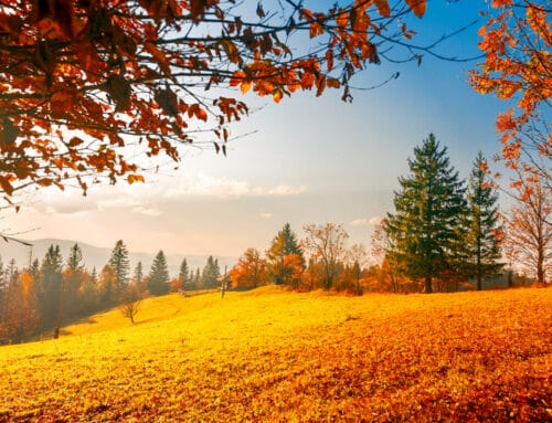 L.I.F.E. Newsletter October 2022