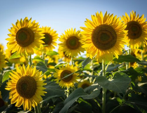 LIFE Newsletter July 2025
